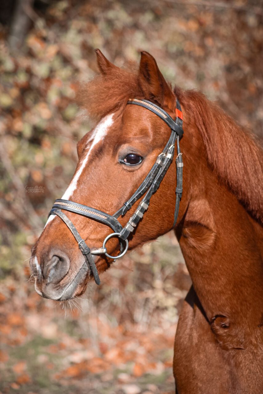 unsere Toffi Fee. Vermutlich der Allrounder unter den Schulponies