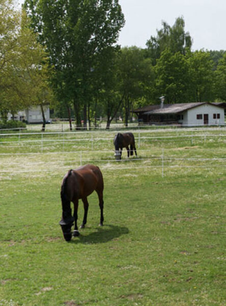 WeidenPaddocks-ehemaligerFahrplatz